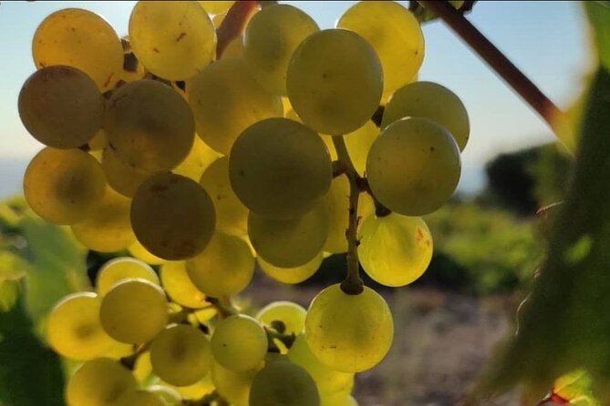 Relaxed wine tasting experience in the Cretan countryside